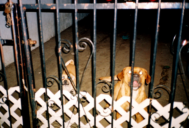 doggs