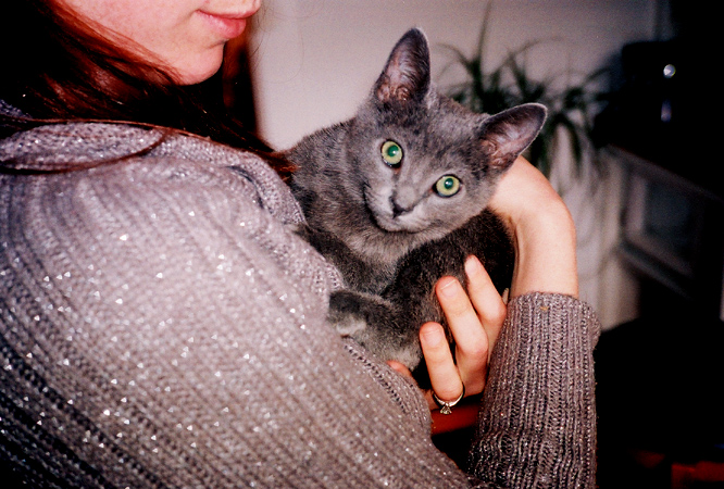 kestrin_kitten