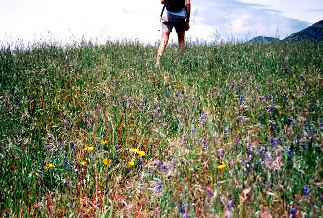 topofhill_legs