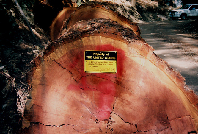 treetrunk