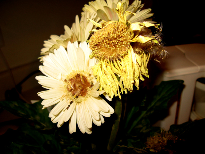 dyingflower