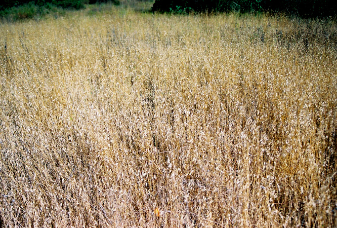 field