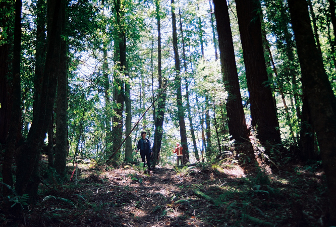 hikingsticks
