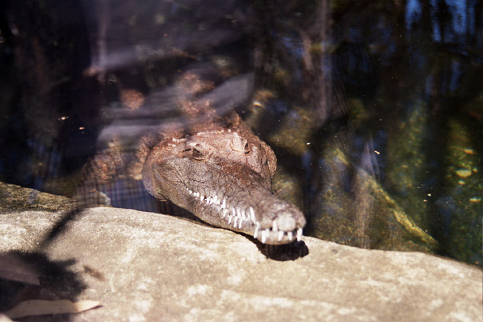gator