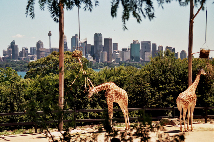 giraffes
