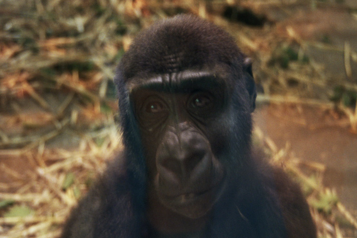 gorilla