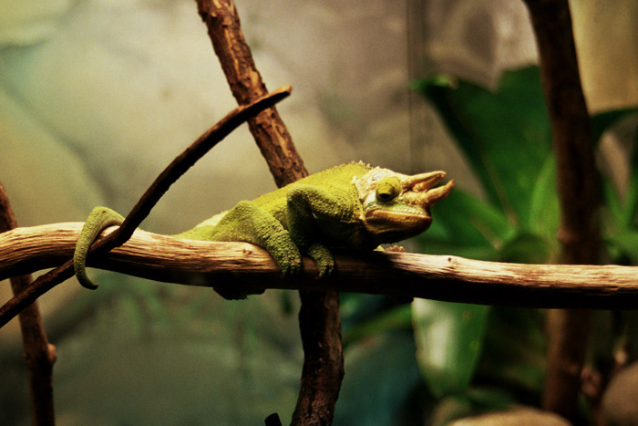 lizard