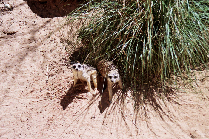 meerkat