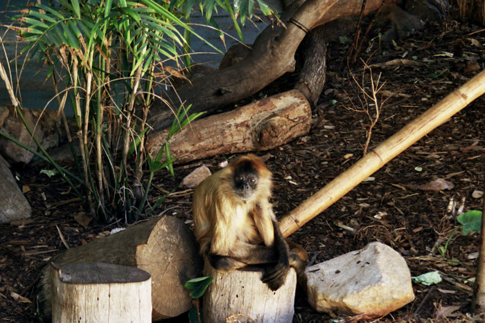 monkey