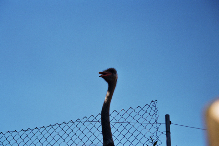 ostrich1