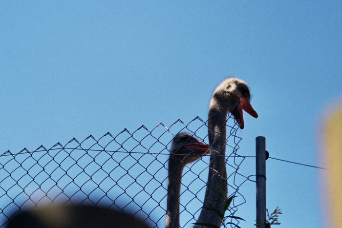 ostrich2