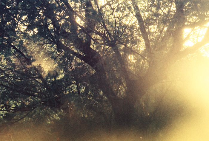 THETREE