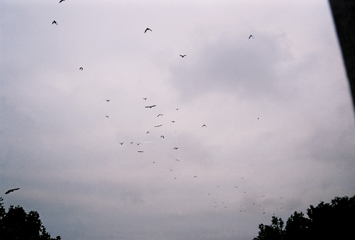bats