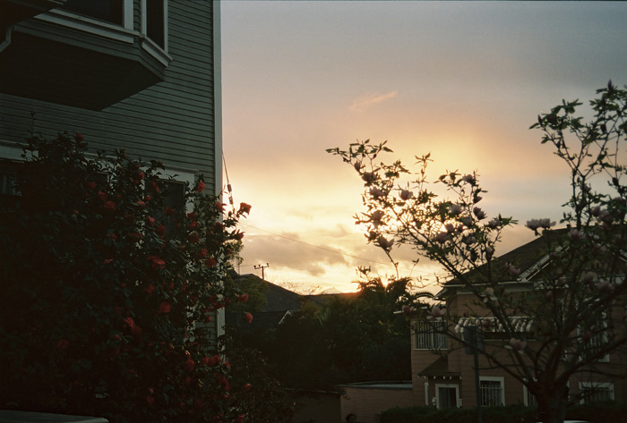 roses