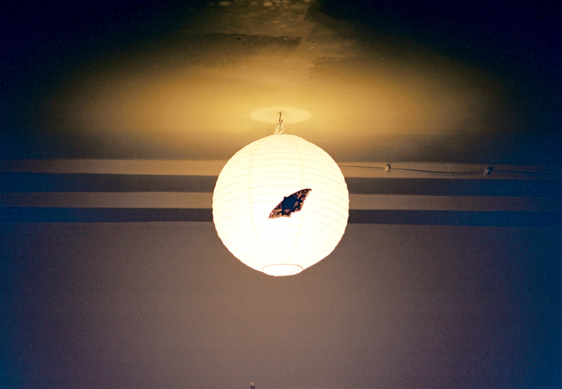 bigmothvisitor