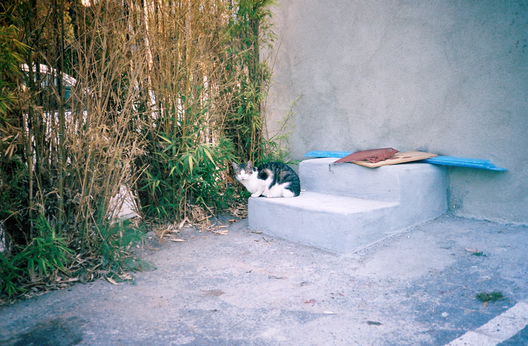 kitty