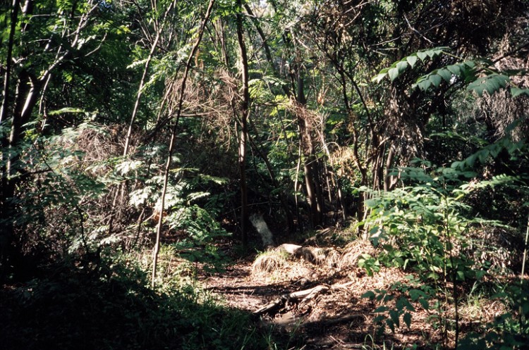 forest