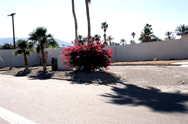 fuscia