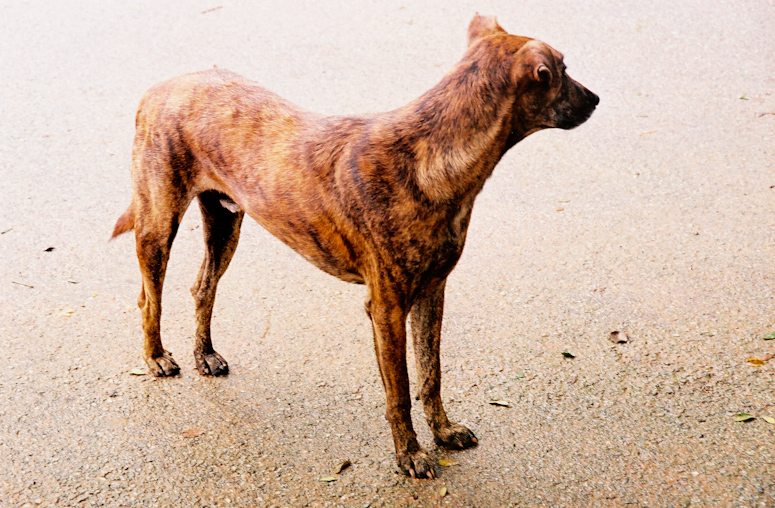 966100-R1-31_tiger-dog