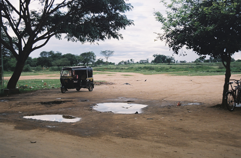 966200-R1-12A_bird in puddle