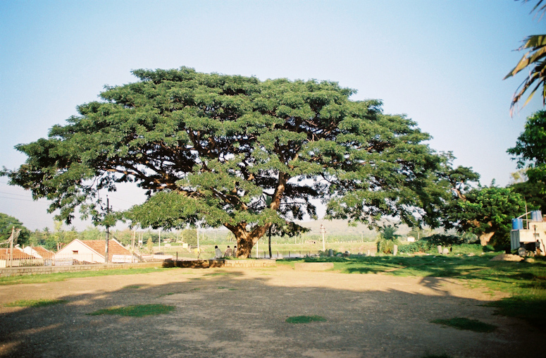 966800-R1-16_a-big-tree