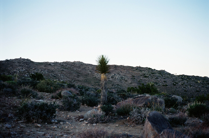 desertbloom_25010023